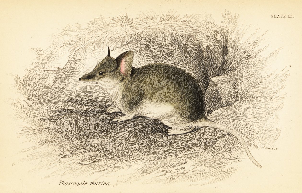 Dunnart comune, Sminthopsis murina da Georges Robert Waterhouse