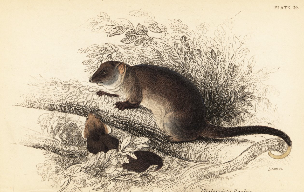 Possum comune dalla coda ad anello, Pseudocheirus peregrinus da Georges Robert Waterhouse