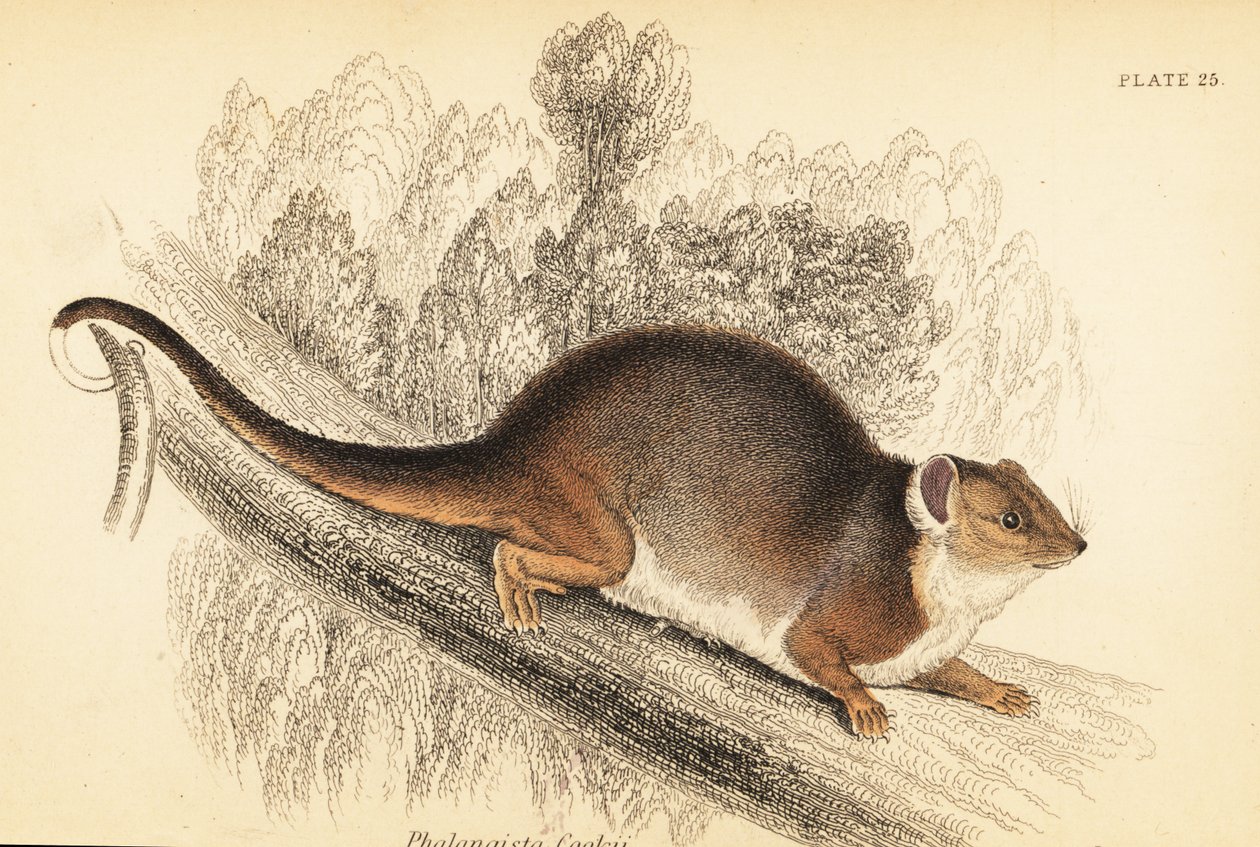 Possum comune, Pseudocheirus peregrinus (incisione) da Georges Robert Waterhouse