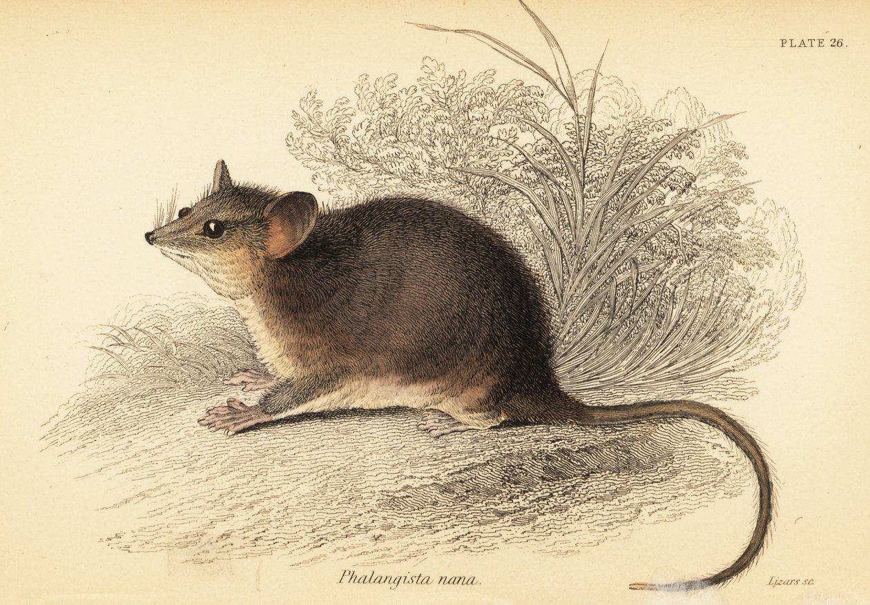 Possum pigmeo orientale, Cercartetus nanus (incisione) da Georges Robert Waterhouse