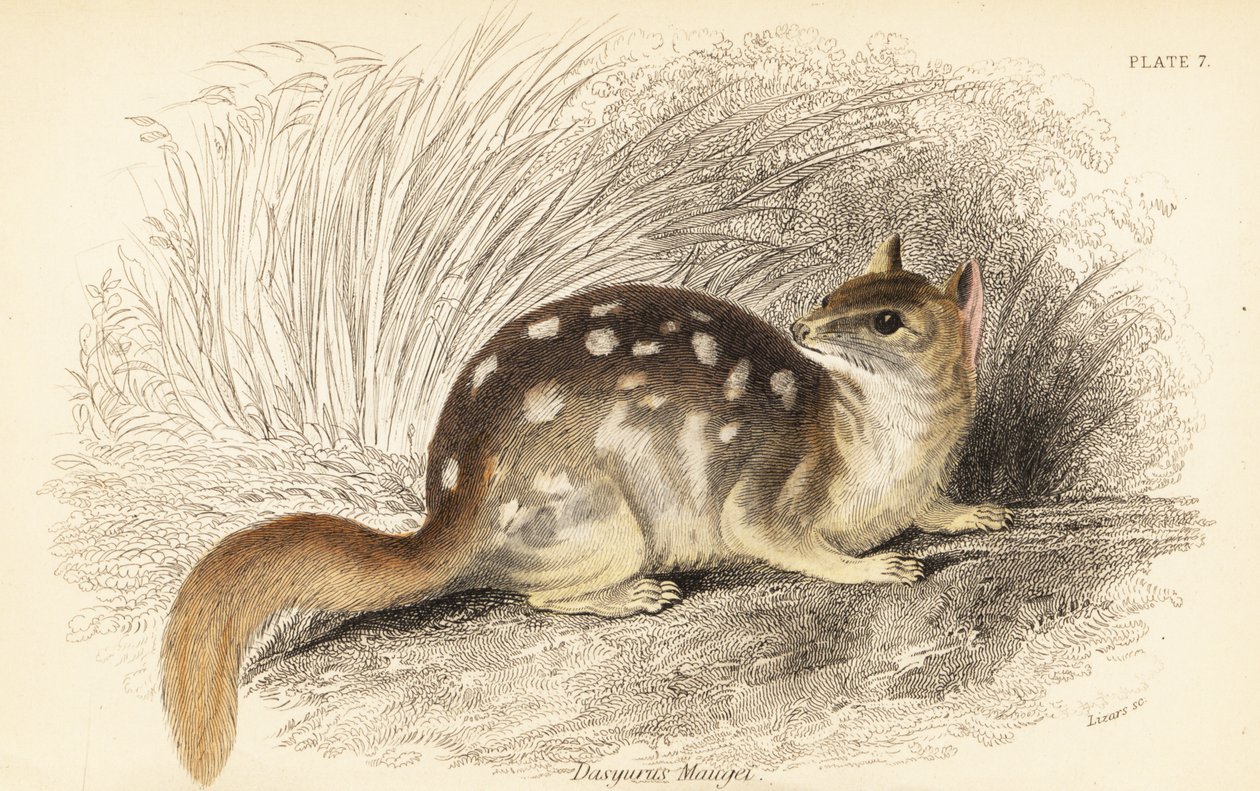 Quoll orientale, Dasyurus viverrinus. In pericolo (incisione) da Georges Robert Waterhouse
