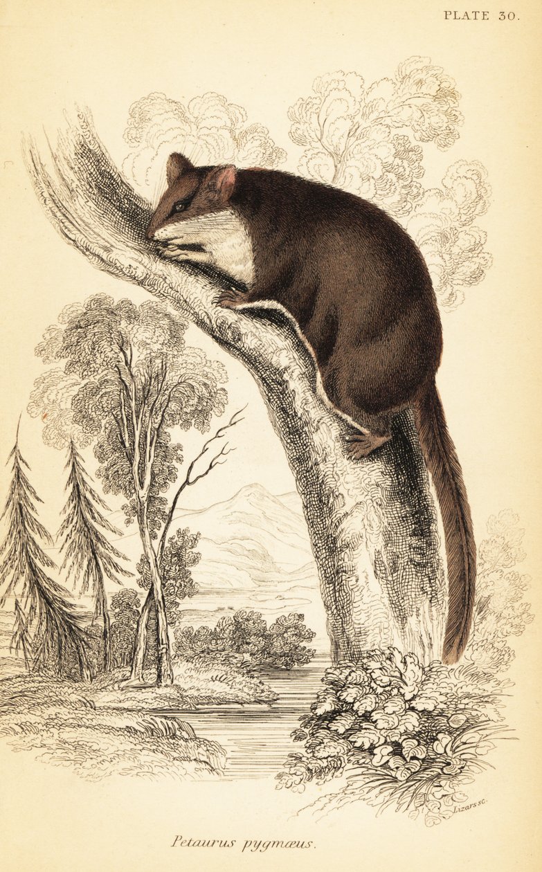 Acrobate pigmeo, Acrobates pygmaeus (incisione) da Georges Robert Waterhouse