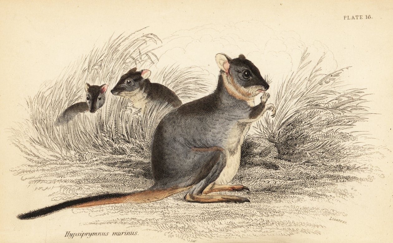 Potoroo dai piedi lunghi, Potorous longipes. Vulnerabile (incisione) da Georges Robert Waterhouse