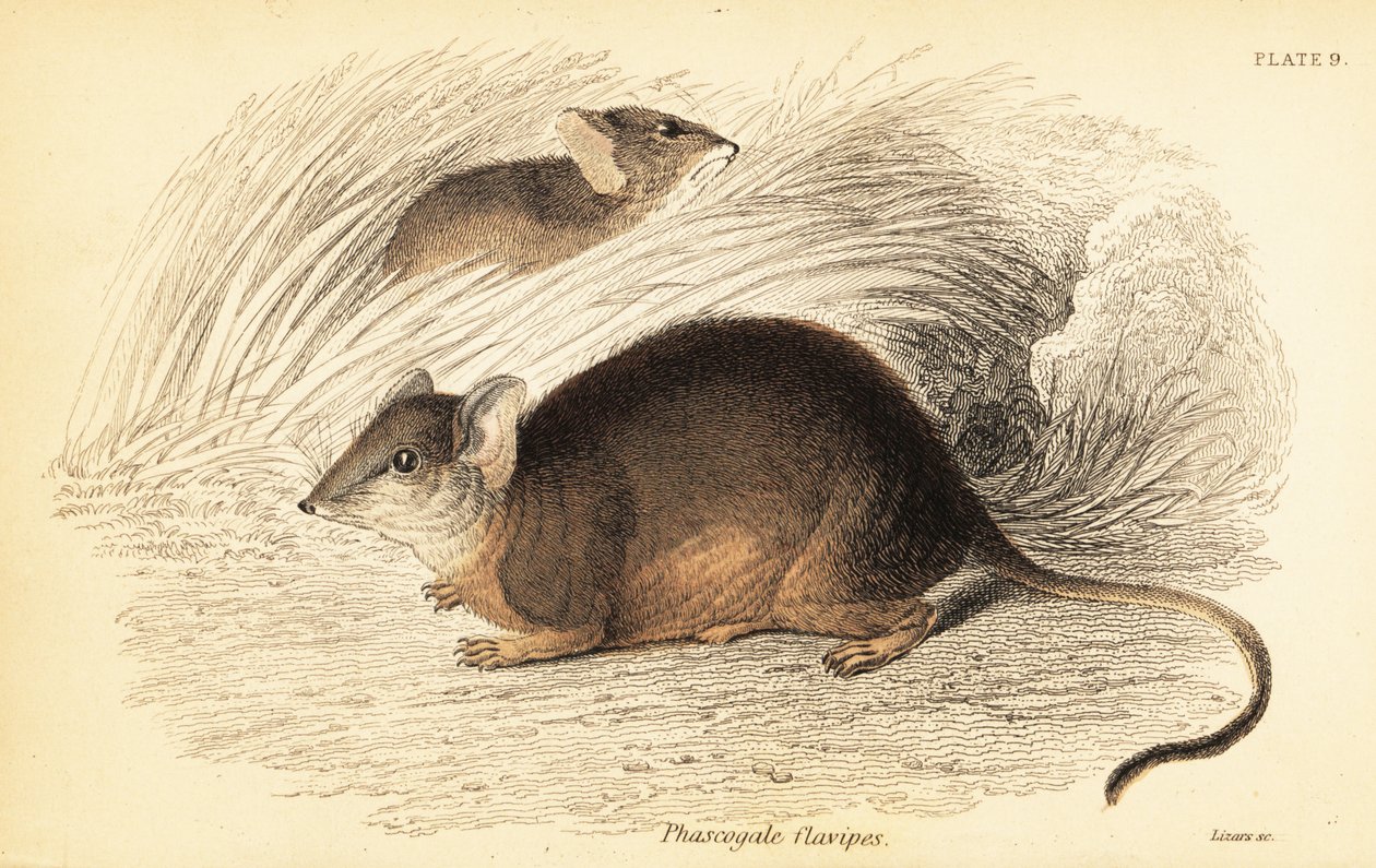 Mardo o antechino piedigialli, Antechinus flavipes, 1841 da Georges Robert Waterhouse