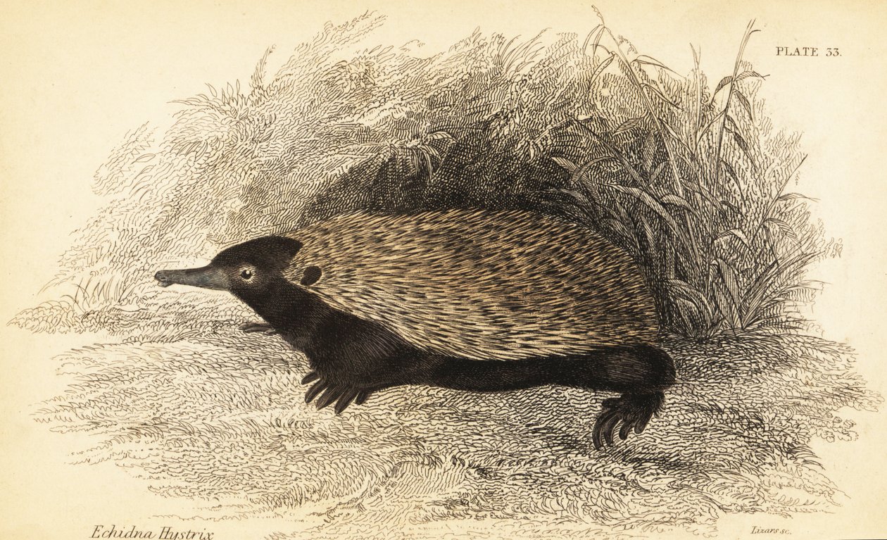 Echidna dal becco corto, Tachyglossus aculeatus da Georges Robert Waterhouse