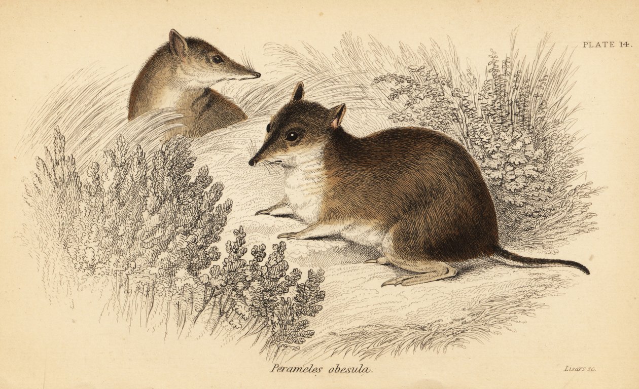 Bandicoot marrone meridionale, Isoodon obesulus. In pericolo (incisione) da Georges Robert Waterhouse