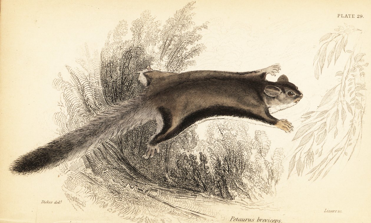 Petauro dello zucchero, Petaurus breviceps, 1841 (incisione) da Georges Robert Waterhouse