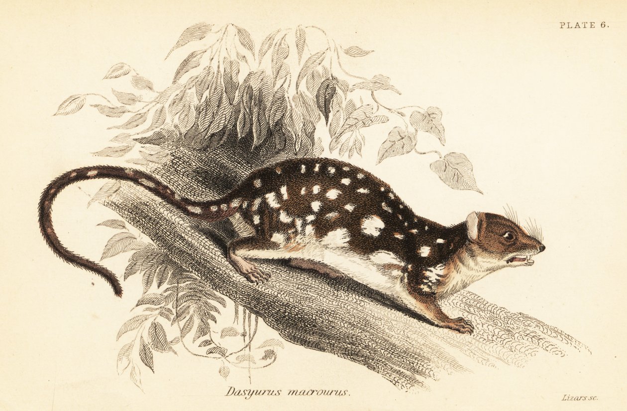 Quoll tigre, Dasyurus maculatus, 1841 da Georges Robert Waterhouse