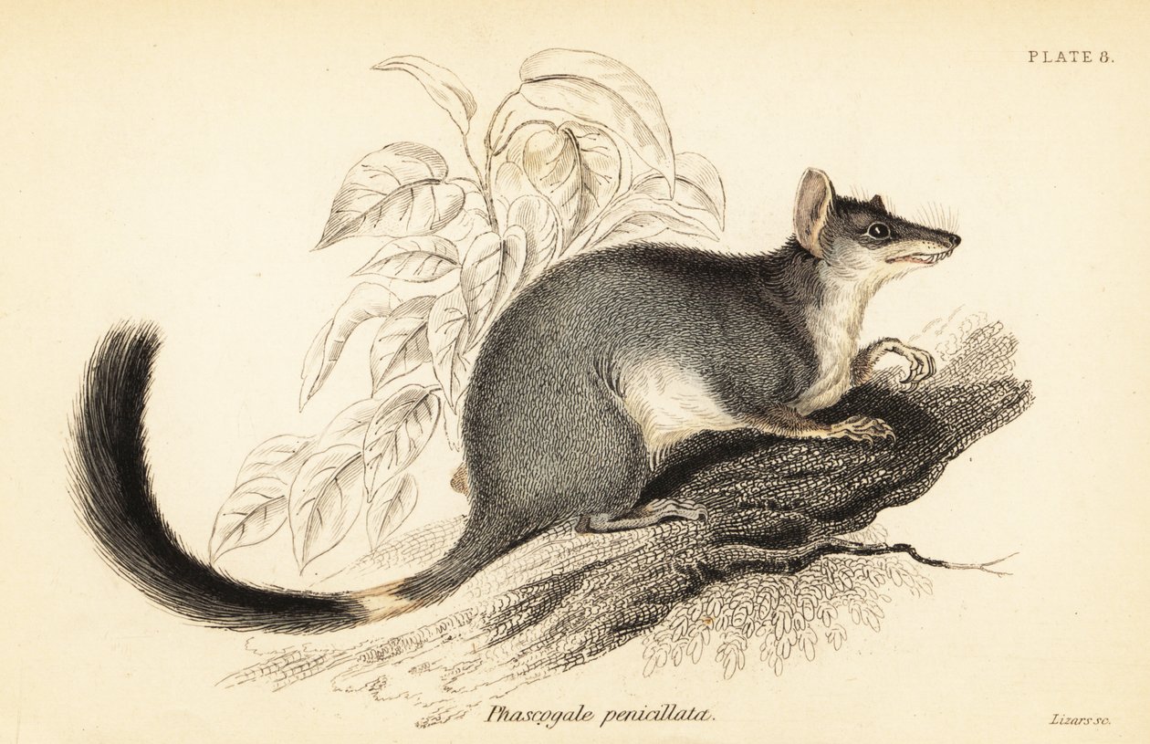 Tuan o wambenger comune, Phascogale tapoatafa, 1841 da Georges Robert Waterhouse