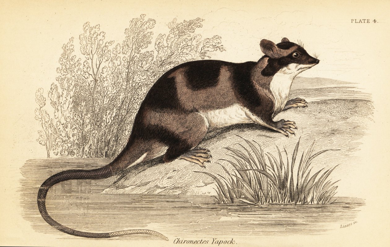 Opossum acquatico o yapok, Chironectes minimus, 1841 (incisione) da Georges Robert Waterhouse