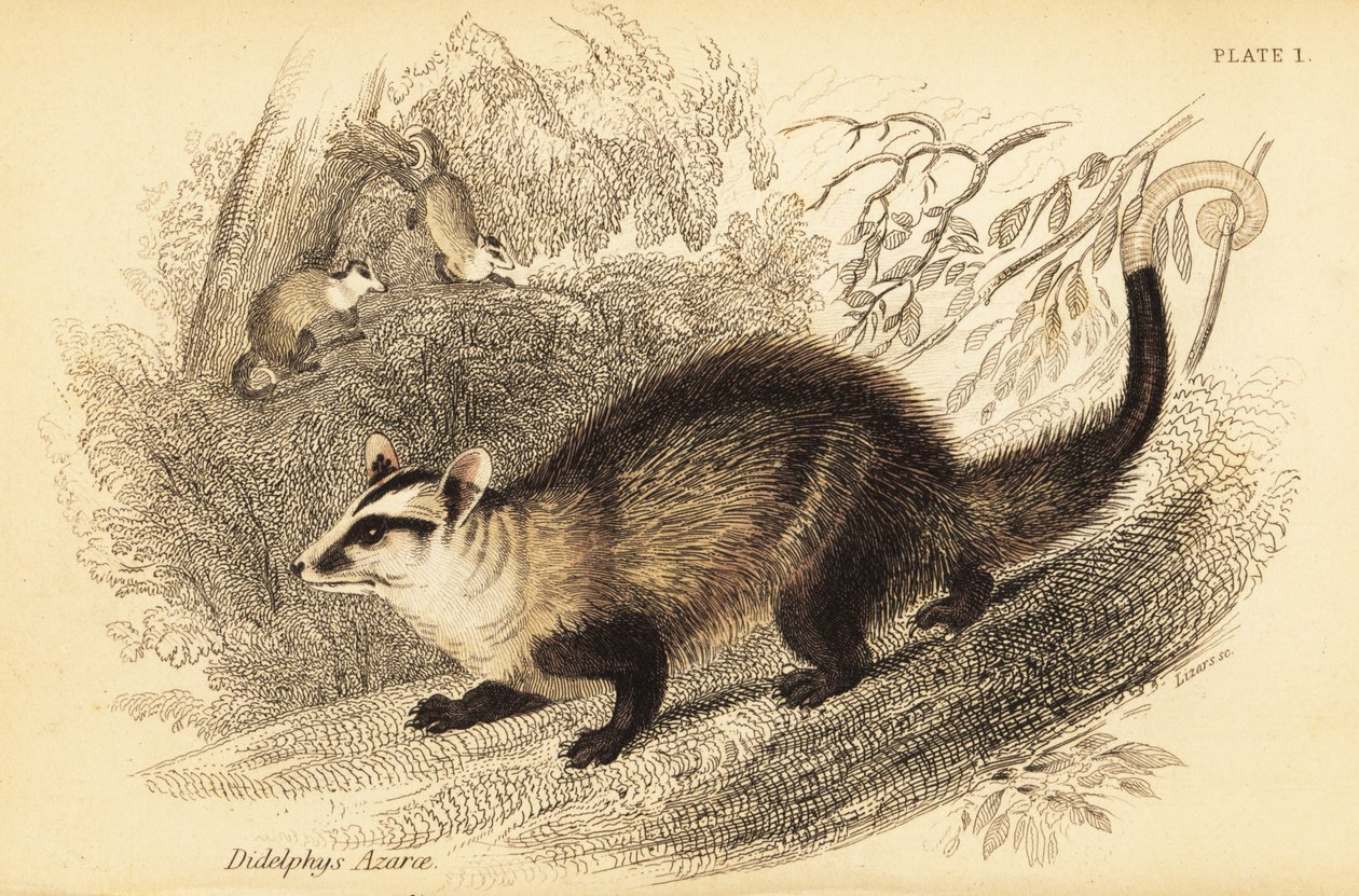 Opossum dalle orecchie bianche, Didelphis albiventris, 1841 (incisione) da Georges Robert Waterhouse