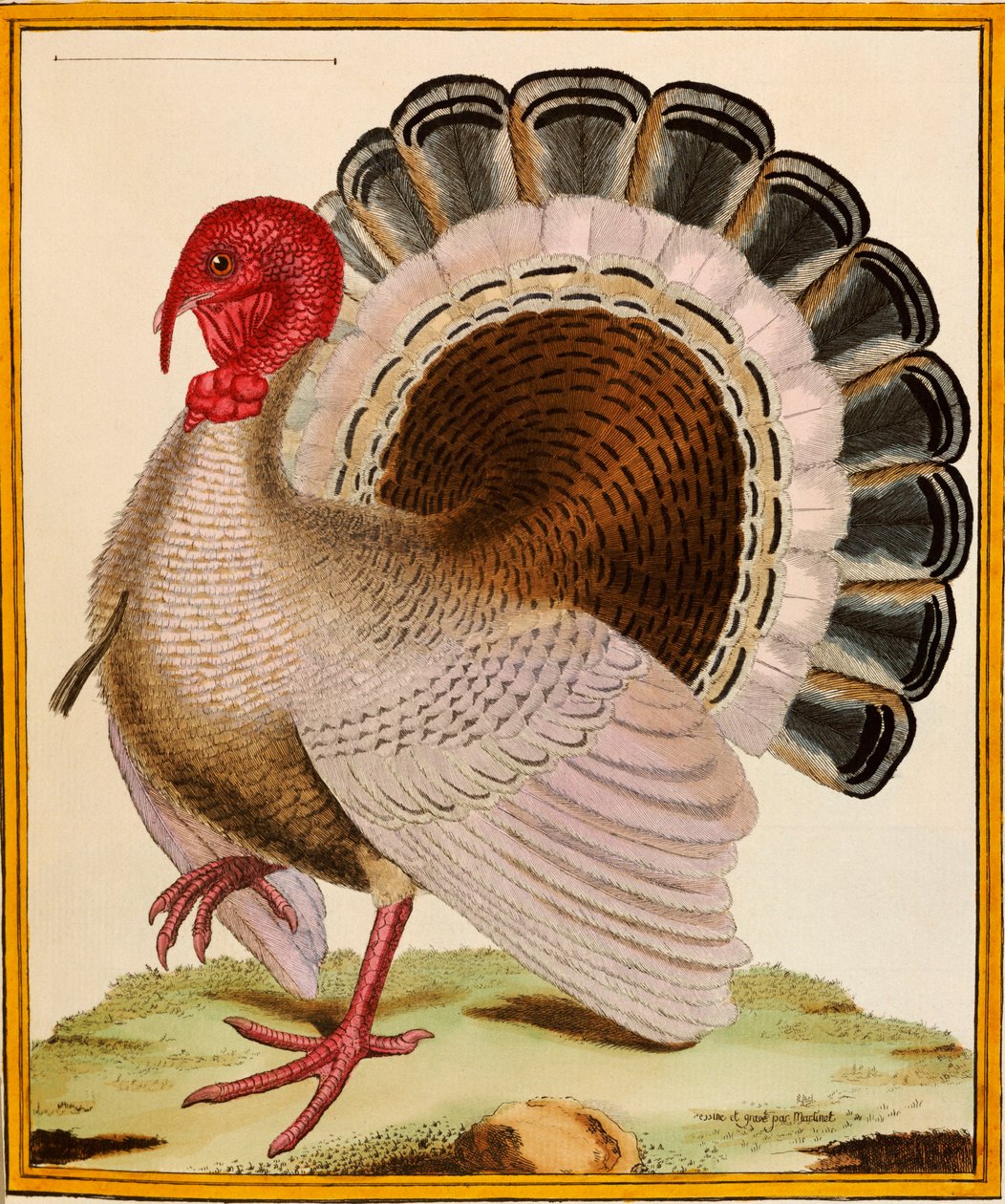 Un tacchino, da "Histoire Nouvelles des Oiseaux", 1771-86 da Georges de Buffon