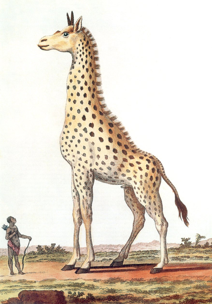Disegno di una giraffa maschio fantastica da Georges de Buffon
