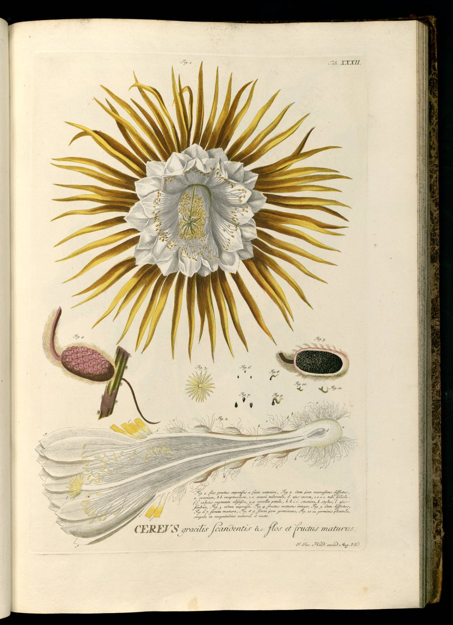 Selenicereus grandiflorus da Georg Dionysius Ehret
