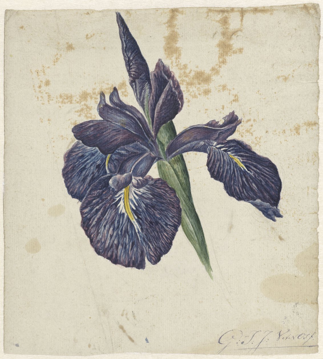 Iris da Georgius Jacobus Johannes van Os