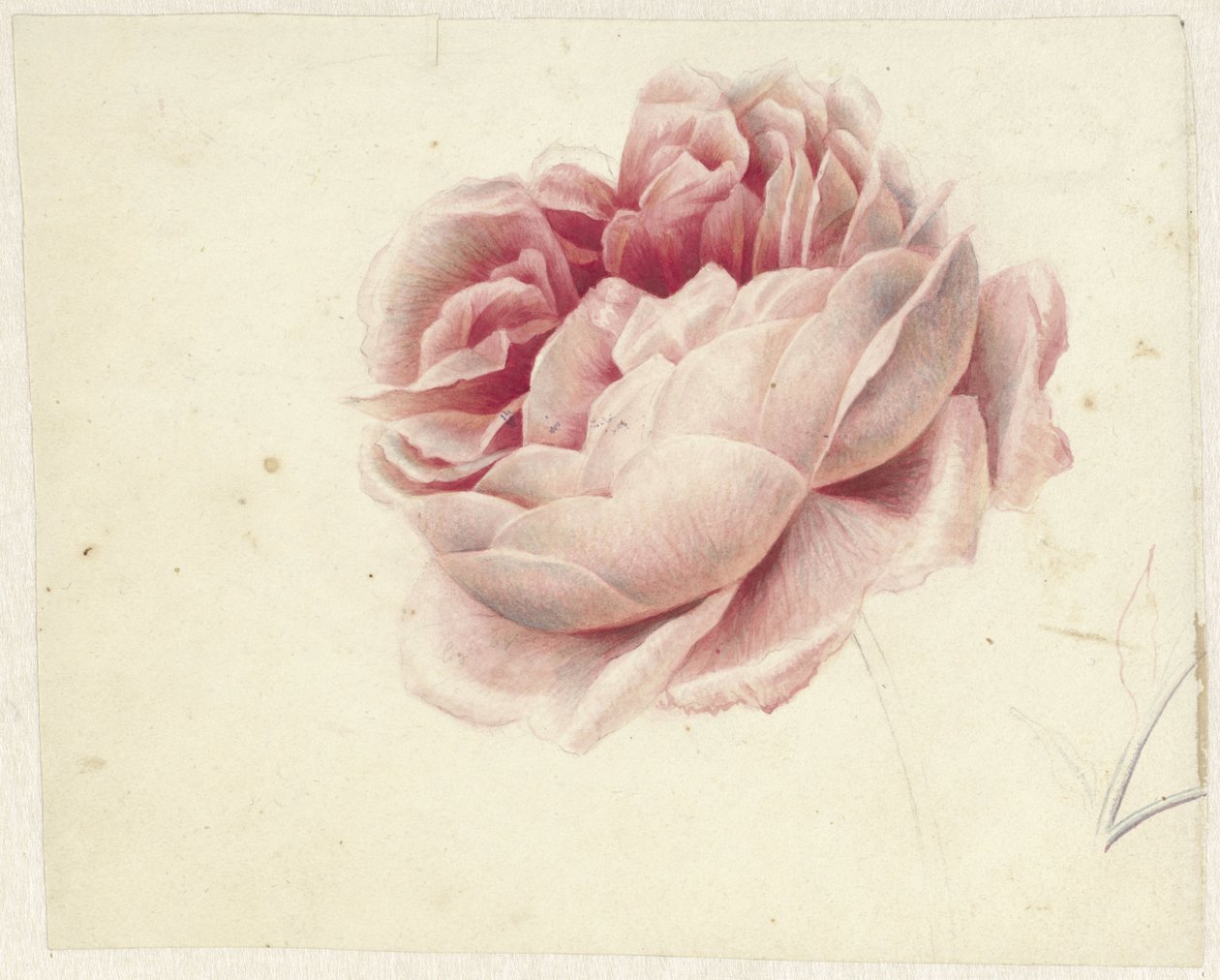 Rosa rossa da Georgius Jacobus Johannes van Os