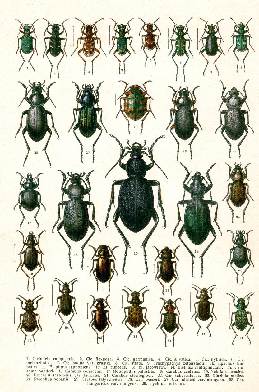 Stampa antica di varietà di coleotteri europei, c.1910 da Georgiy Jacobson
