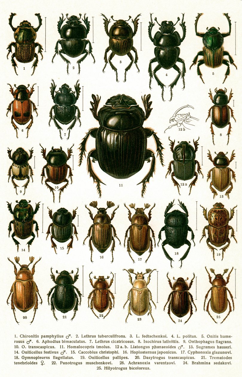 Stampa antica di varietà di coleotteri europei, c.1910 (cromolitografia) da Georgiy Jacobson