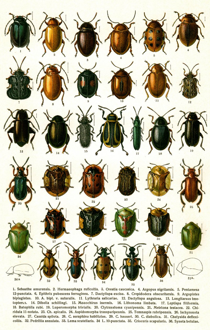 Stampa antica di varietà di coleotteri europei, c.1910 (cromolitografia) da Georgiy Jacobson
