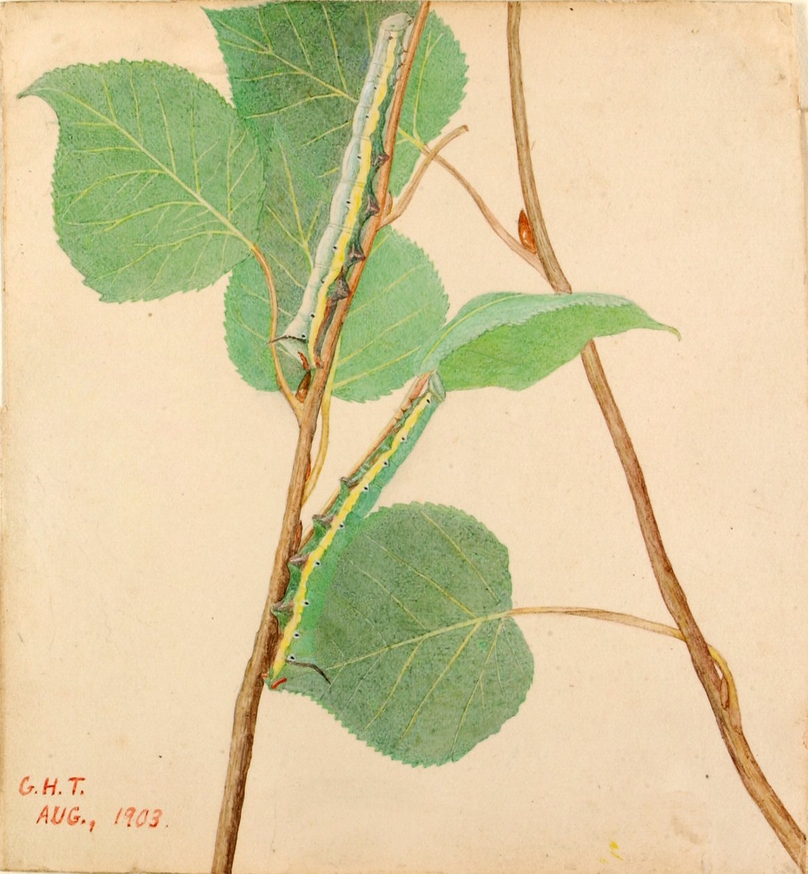 Bruco "Mirror-Back", studio per il libro "Concealing Coloration in the Animal Kingdom". da Gerald H. Thayer