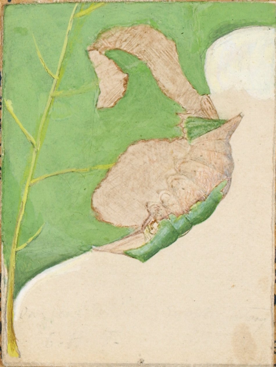 Bruco del bordo della quercia, studio per il libro Concealing Coloration in the Animal Kingdom (Nascondere la colorazione nel regno animale) da Gerald H. Thayer