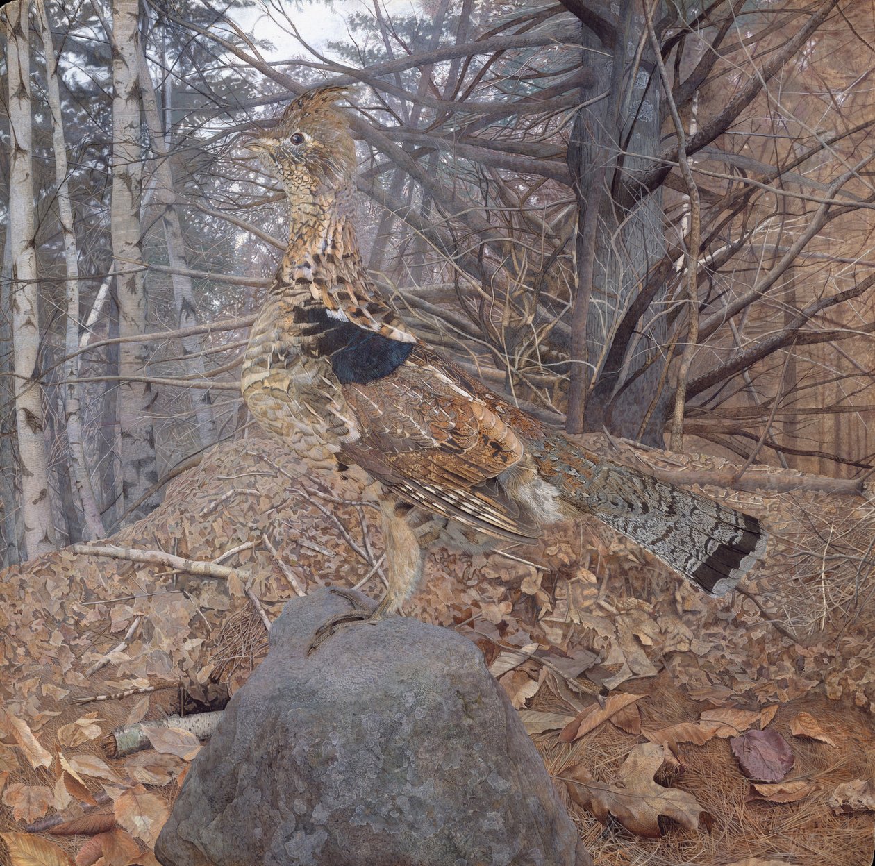 Maschio di Grouse con Collare nella Foresta, 1907-08 da Gerald Thayer
