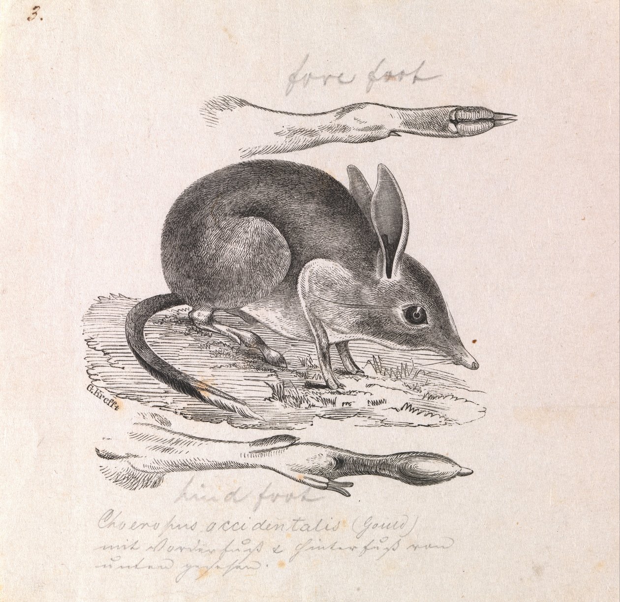 Bandicoot piede di maiale, Chaeropus ecaudatus da Gerard Krefft
