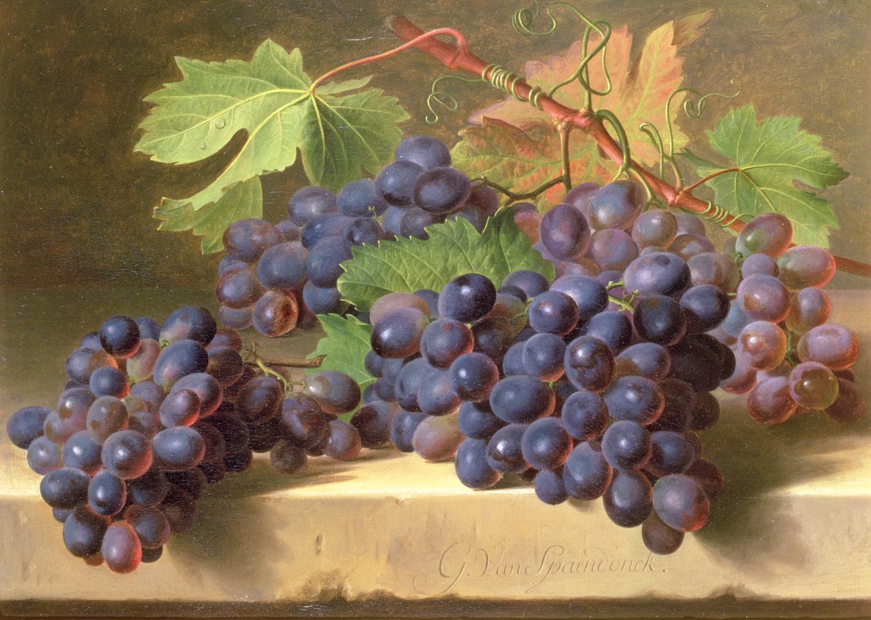 Natura morta di uva su un ripiano di marmo da Gerard van Spaendonck