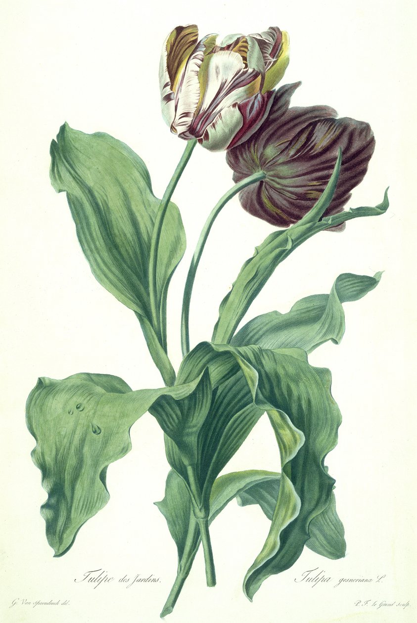 Tulipano da giardino, da 