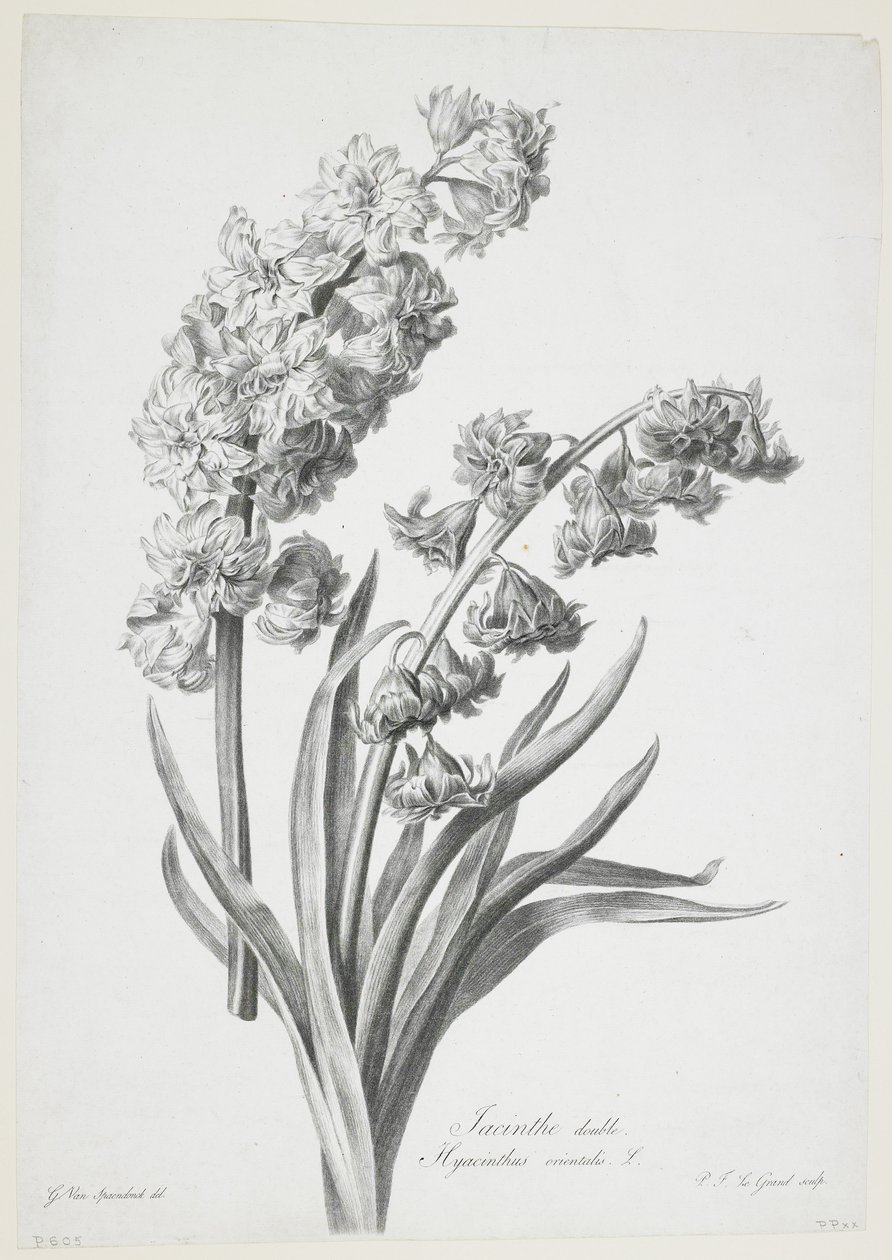 Giacinto doppio, da Fleurs Dessinees d