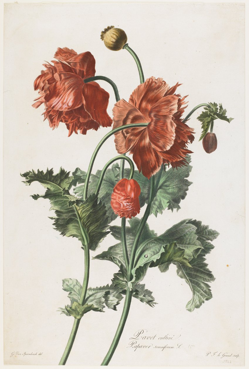Papavero coltivato, da Fleurs Dessinees d