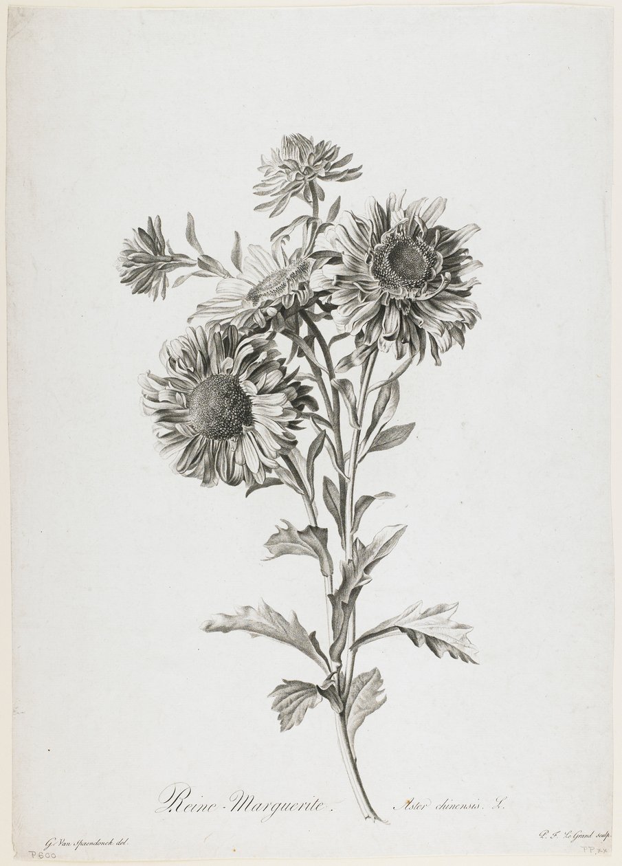 Reine-Marguerite, da Fleurs Dessinees d