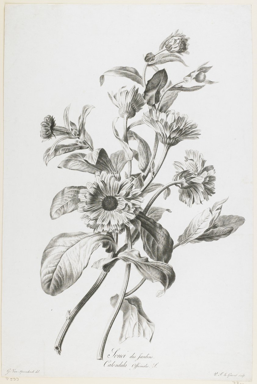 Souci des Jardins, da Fleurs Dessinees d