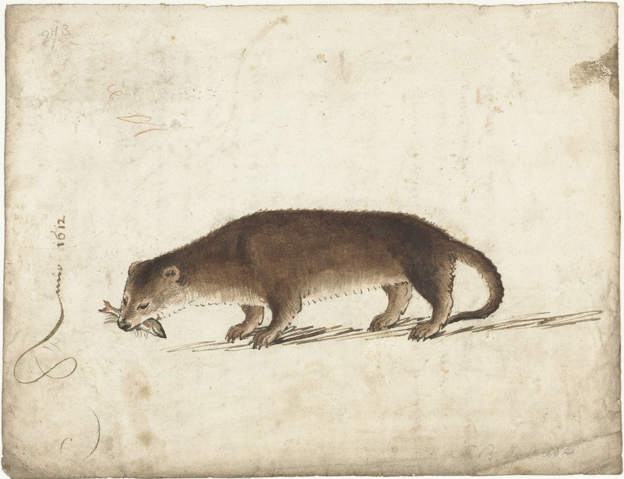 Lontra con un pesce in bocca da Gerard ter Borch (I)