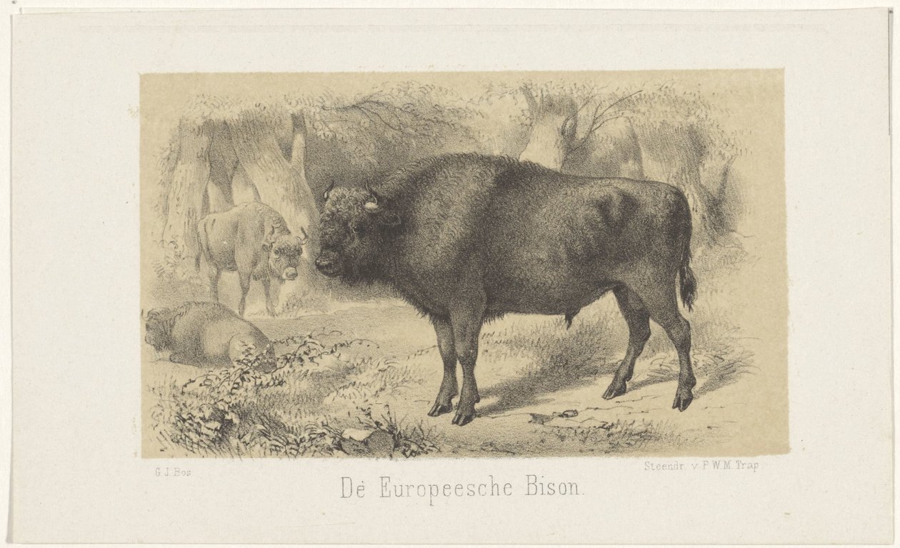 Bisonte europeo da Gerardus Johannes Bos