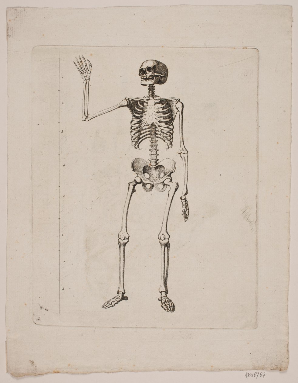 Scheletro da Gerhard Ludvig Lahde