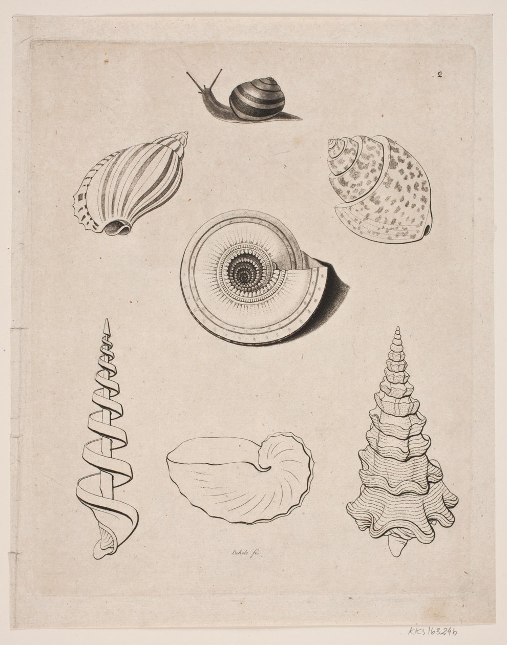 Tavola con lumache da Gerhard Ludvig Lahde