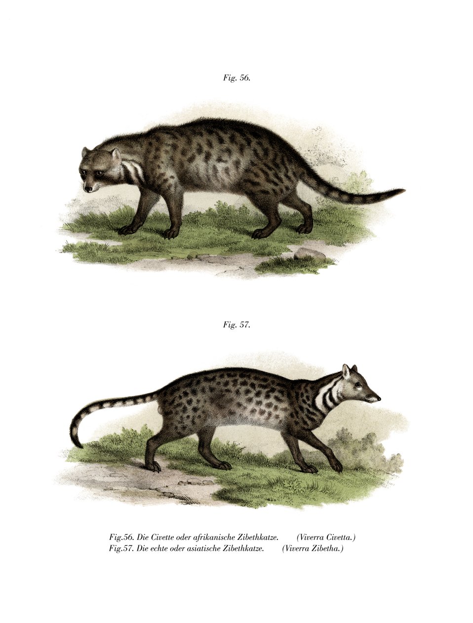 Zibetto africano, 1860 da German School