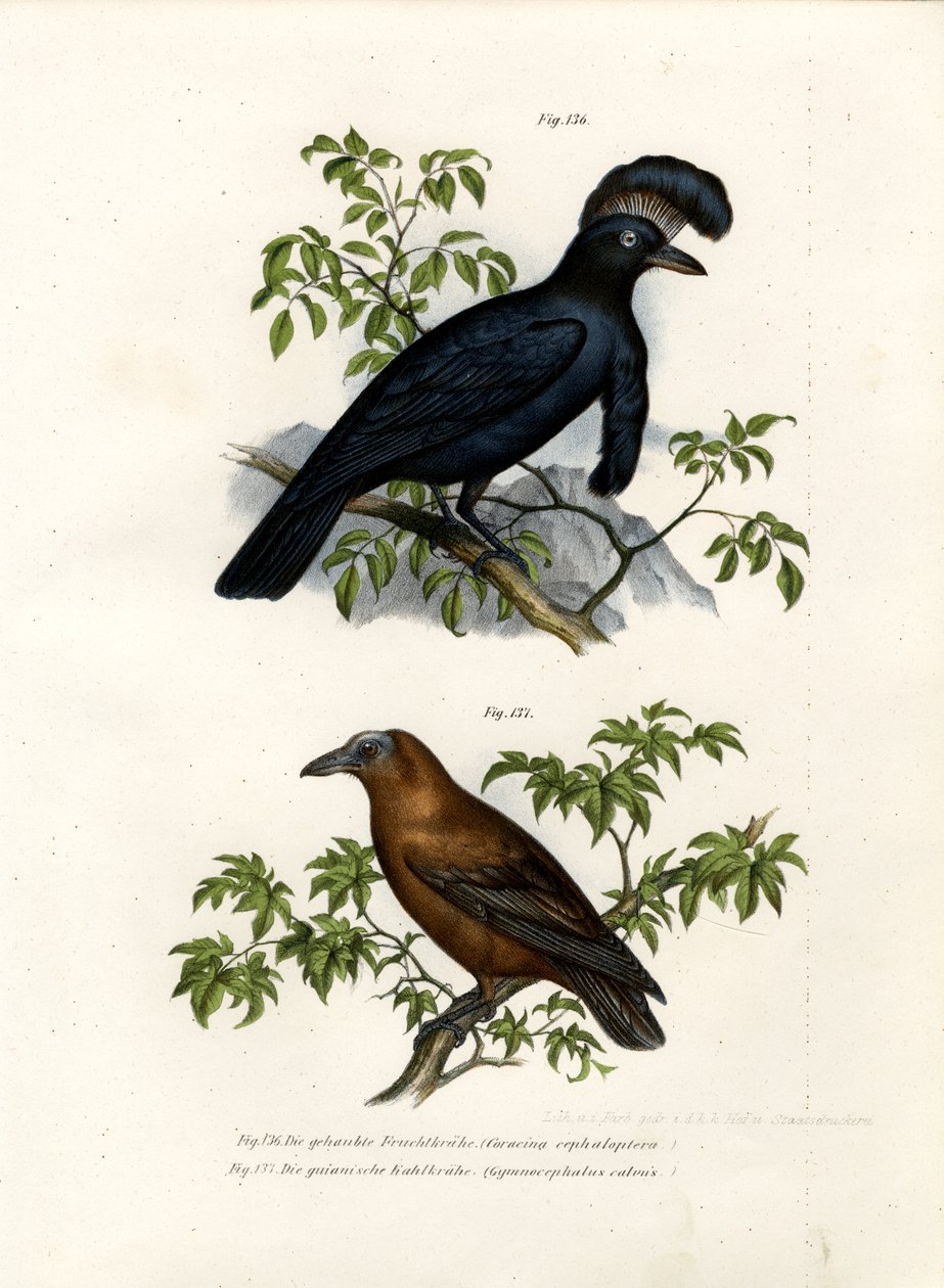 Uccello ombrello amazzonico, 1864 da German School