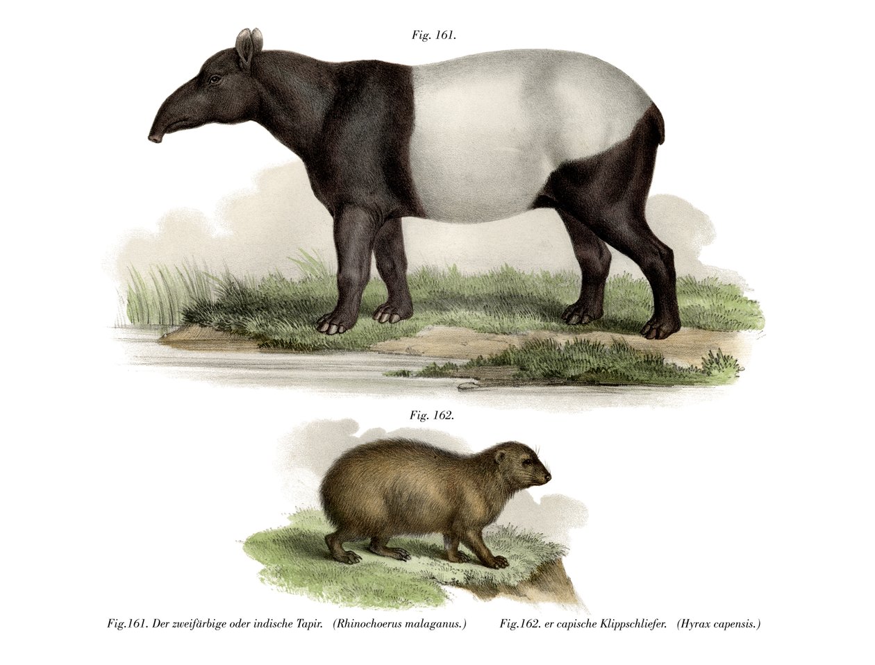 Tapir asiatico, 1860 da German School
