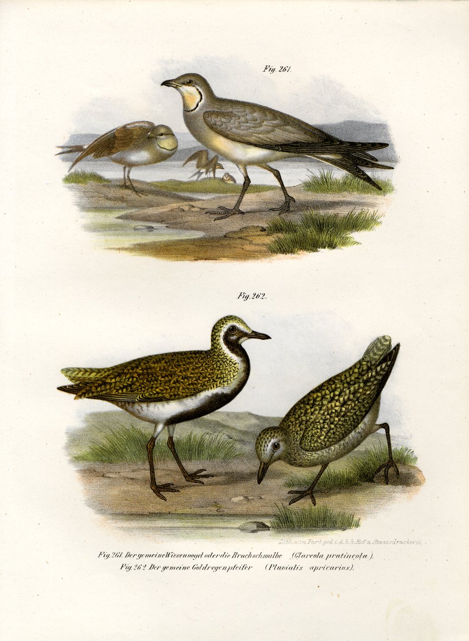 Pratincole Collare, 1864 da German School