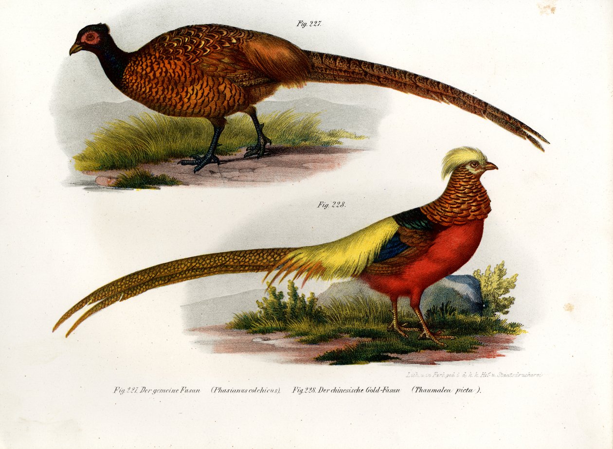 Fagiano Comune, 1864 da German School