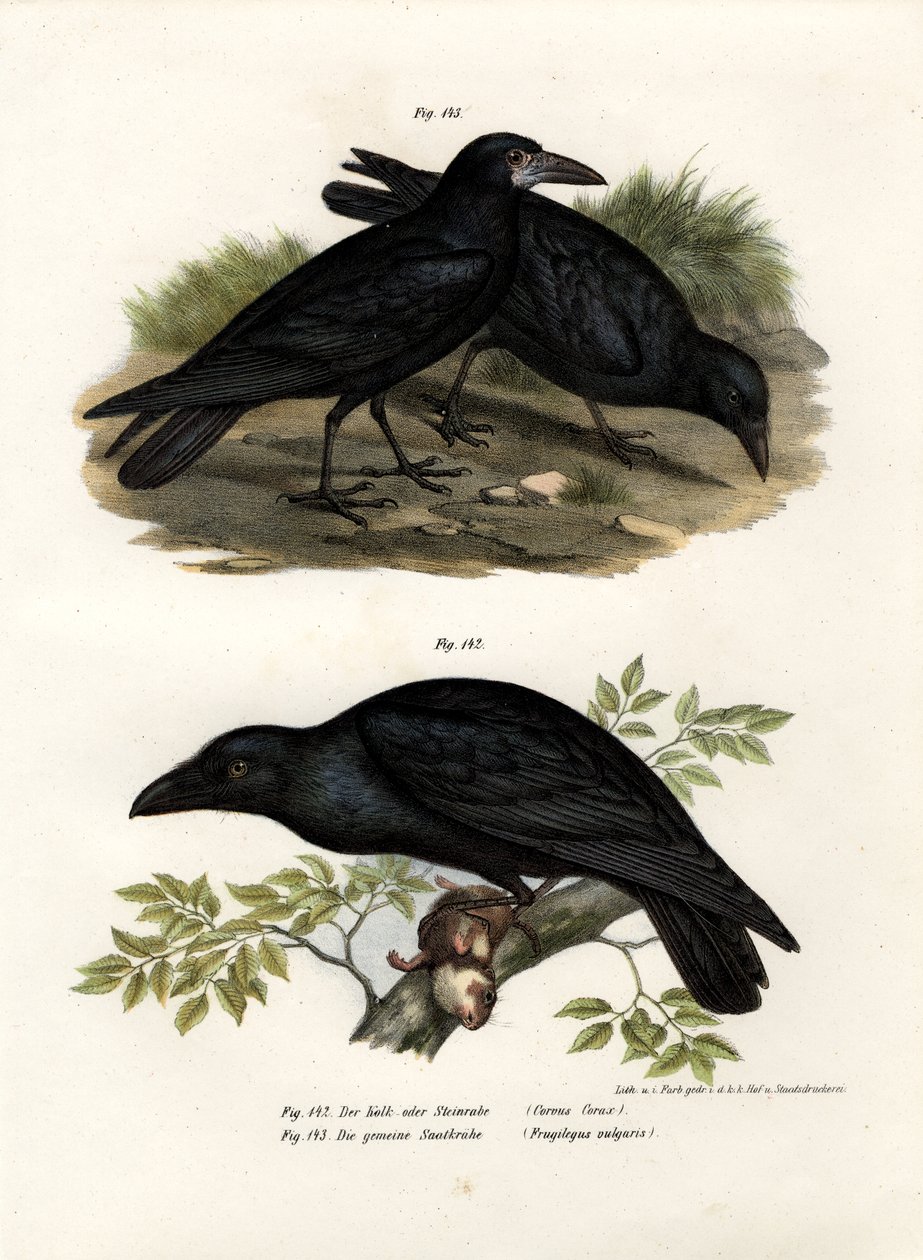 Corvo comune, 1864 da German School