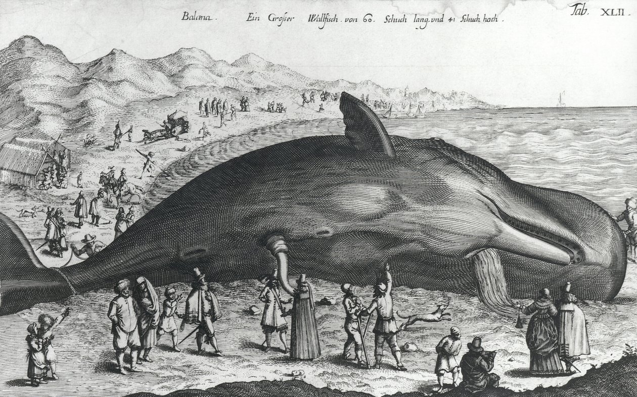 Balena morta da German School