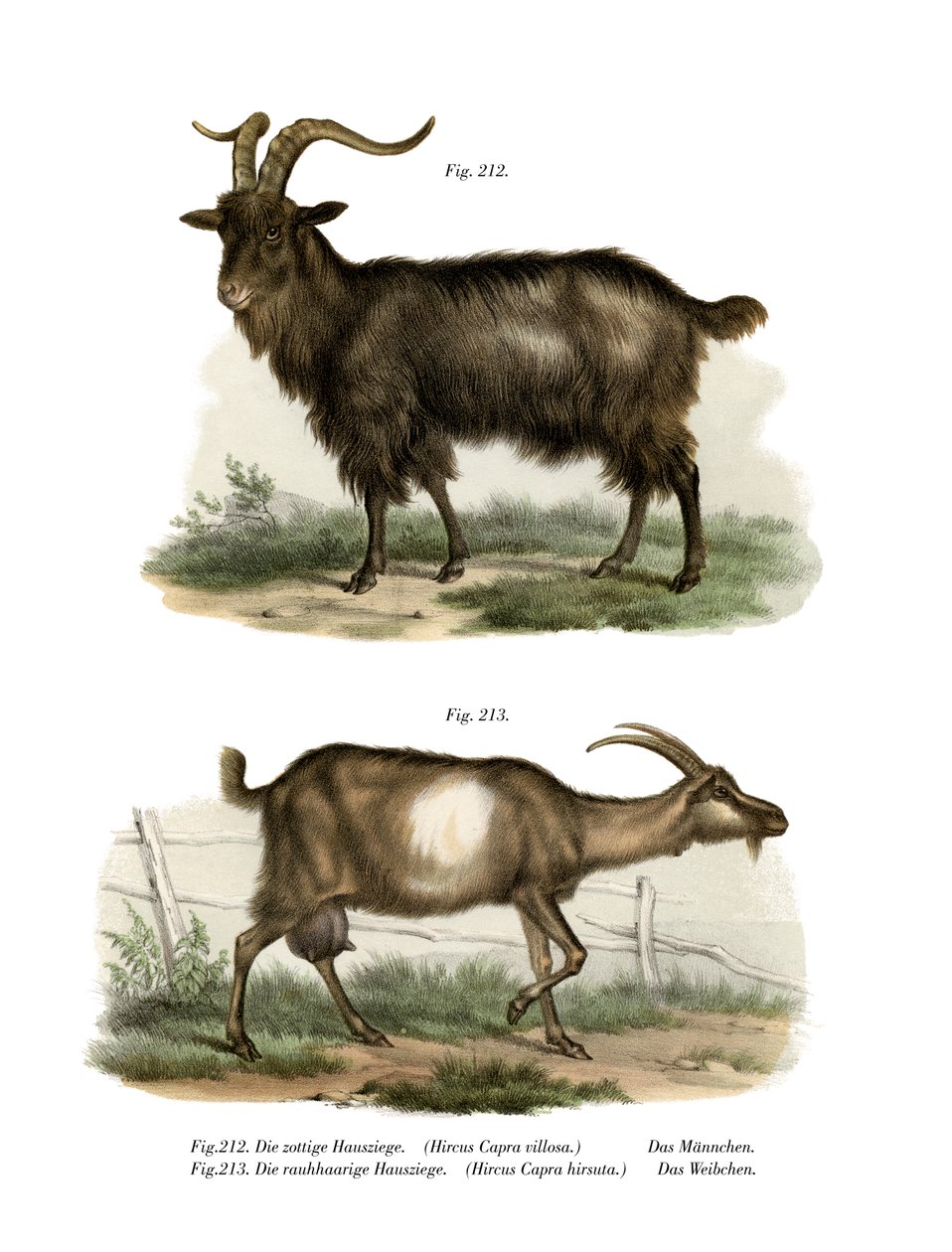 Capra domestica da German School