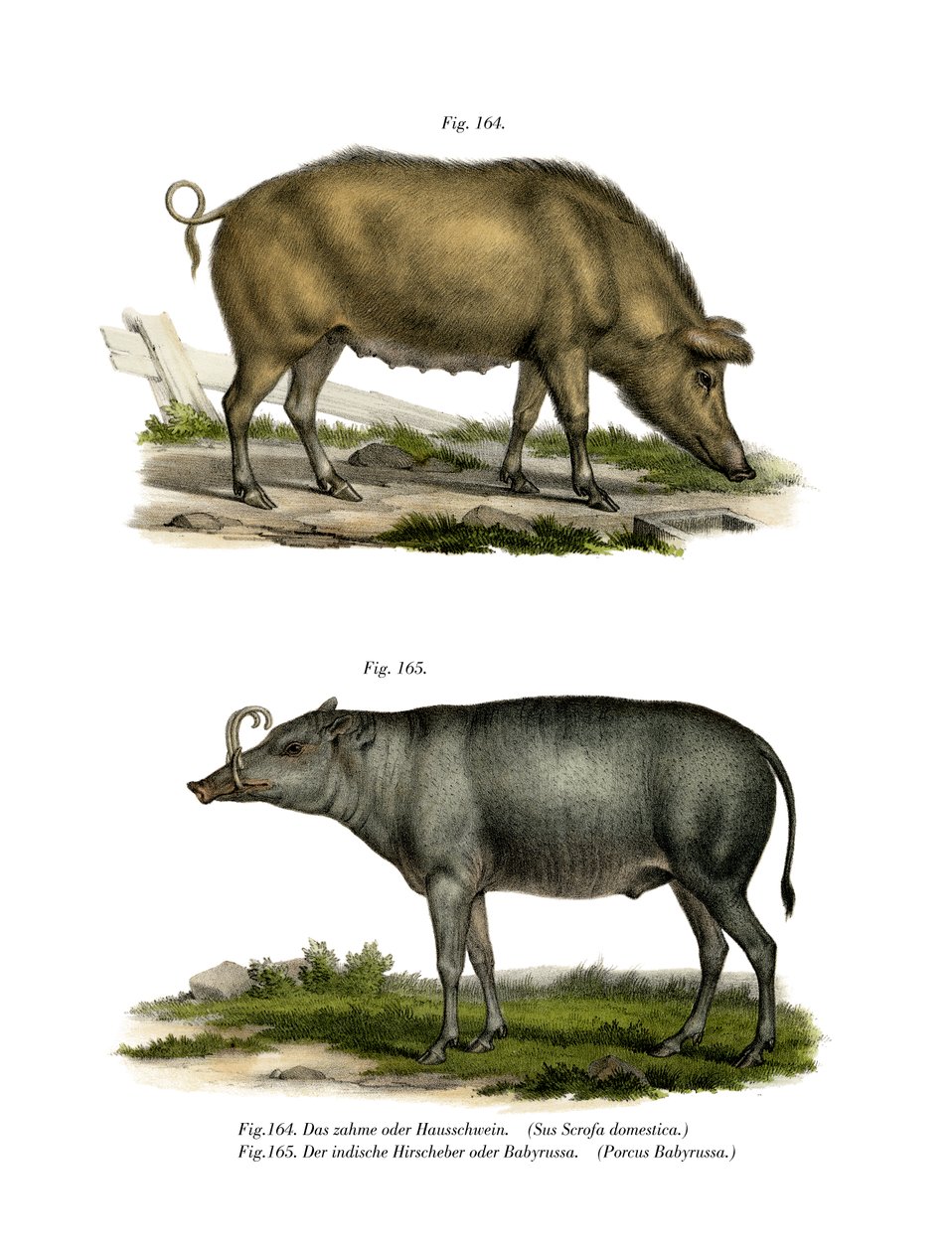 Maiale domestico, 1860 da German School