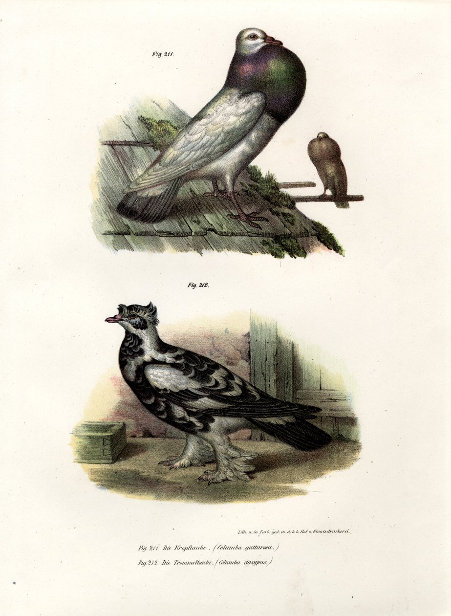 Piccione inglese, 1864 da German School