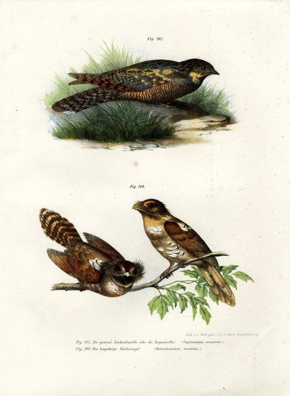Succiacapre eurasiatico, 1864 da German School