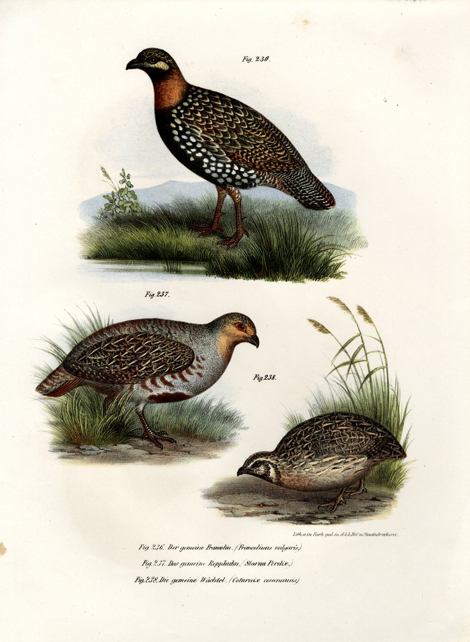 Francolino Europeo, 1864 da German School