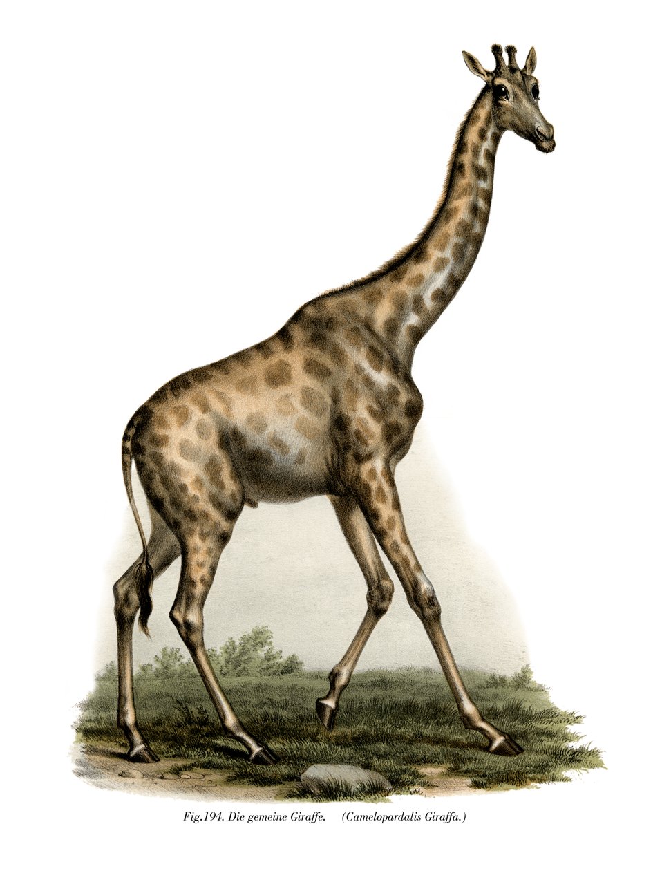 Giraffa, 1860 da German School